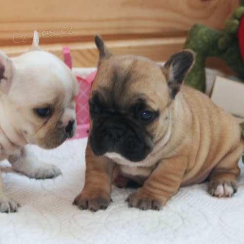 Koupit kr�sn� francouzsk� buldo�ek �t��ata nyn�