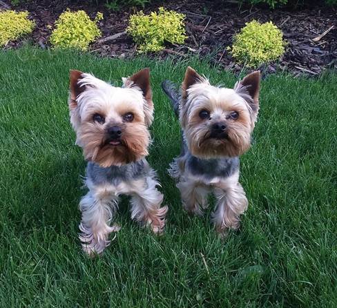 yorkshire terrier