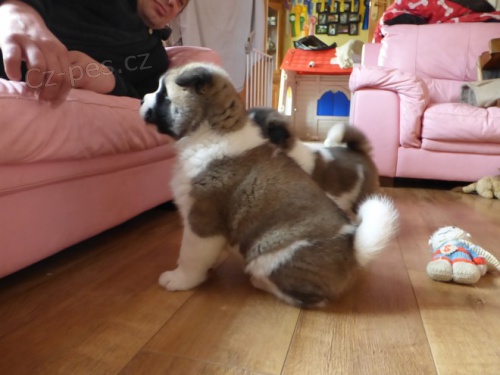 Akita Štěňata