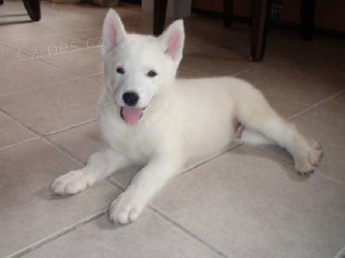 Ndhern Sibrsky husky teat