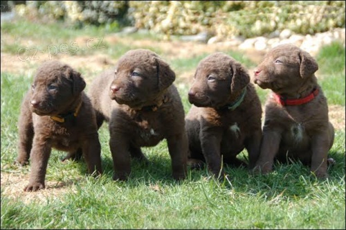 Chesapeake bay retriever