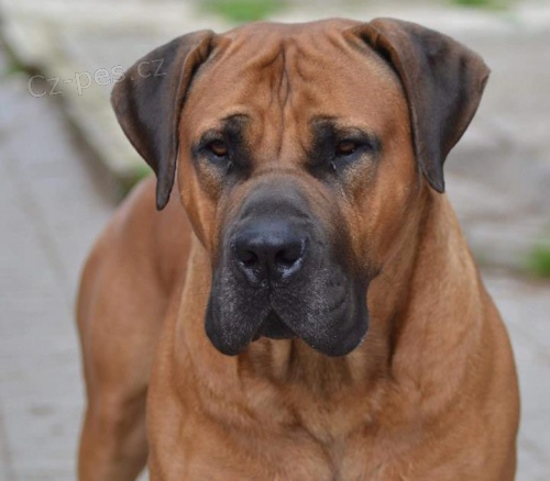 BOERBOEL S PP-PEJSEK+FENKA