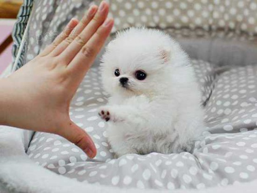 Pomeranian štěňata na prodej s ppi