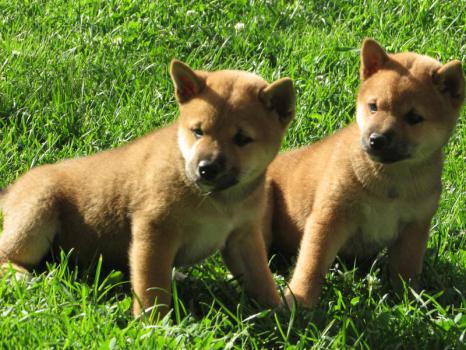 Shiba-Inu