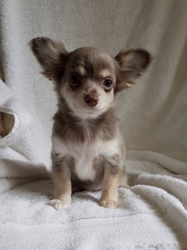 Chihuahua Štěňátka na prodej !!
