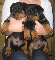 Rottweiler štěňata.