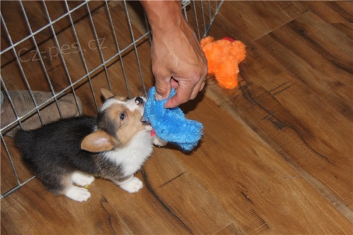   tata Pembroke Welsh Corgi