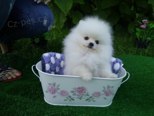 Pomeranian tata