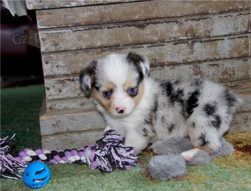 Pembroke welsh corgi tata