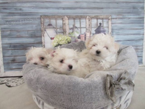 Malt�zsk� ps�k na prodej