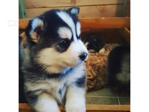 Pomsky a Sibisk husky tata