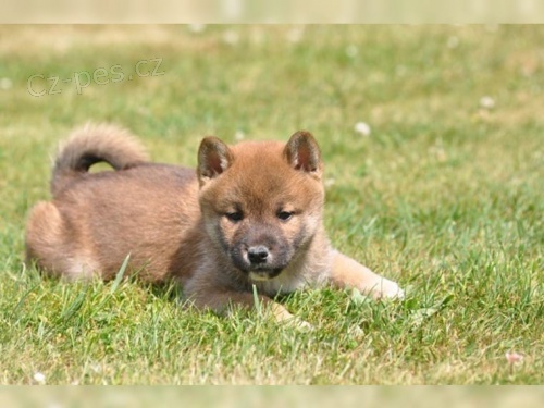 Shiba-Inu