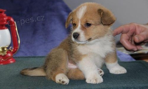  Pembroke welsh corgi tata.