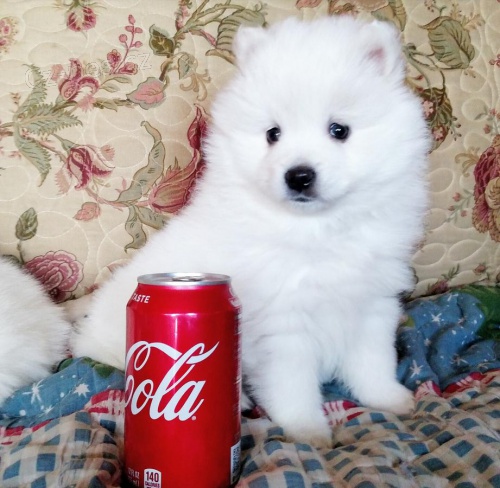 roztomil domc zdoben ptelsk socialize samoyed tata pipraven.