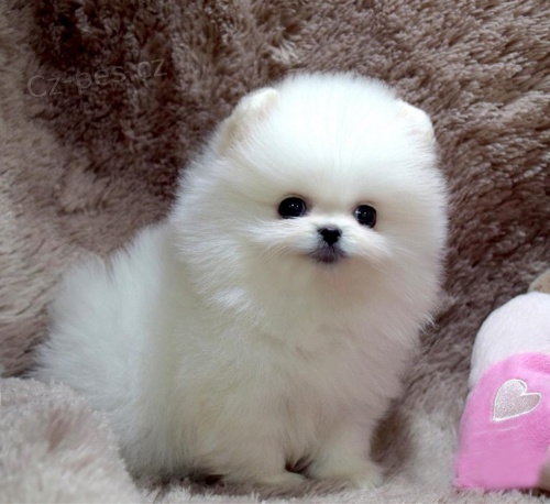 Pomeranian �t��ata Na prodej