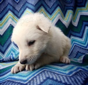 Bl polovina obsahu ensk Wolfdog