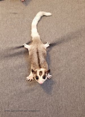 Cukr Kluz�k na prodej