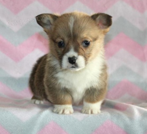 Welsh Corgi (Pembroke) ttka jsou pipraveni jt