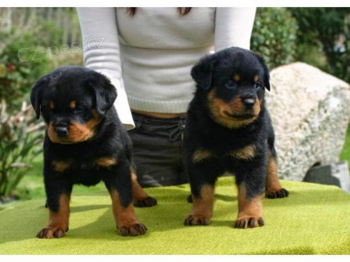 Rottweiler tata s PP.