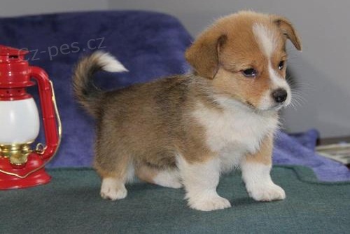 tn Pembroke Welsh Corgi