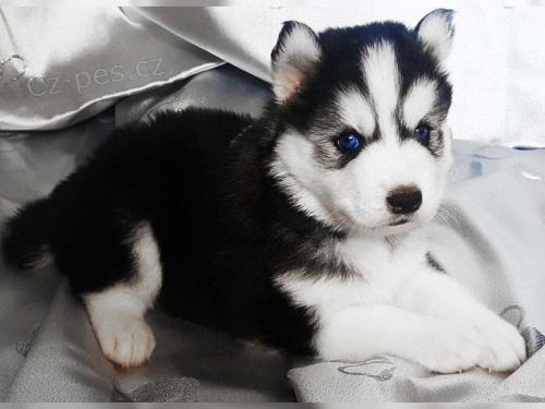 Sibiřský husky štěňata s pp
