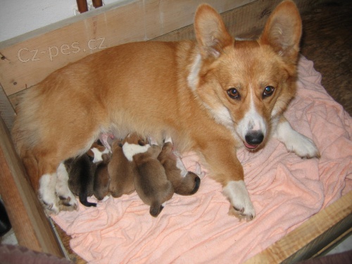 Welshcorgi Pembroke