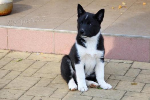 Ruskoevropsk� lajka na prodej s PP