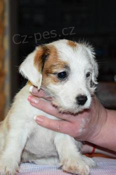Jack Russell Teri�r na prodej s PP
