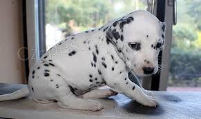 Dalmatin na prodej s PP