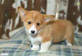 tata Pembroke Welsh Corgi