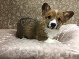 tata Pembroke Welsh Corgi.