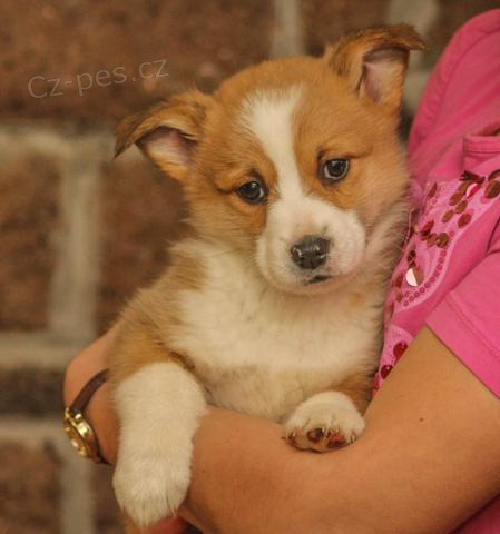 Cuddly Welsh Corgi (Pembroke) tata