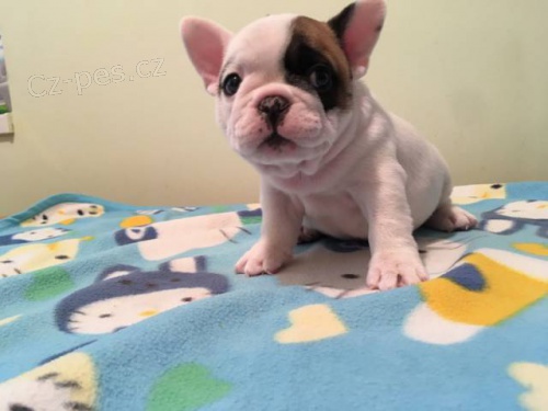 Prod�m �t��ata fr.buldo�ka s rodok. z rodin. chovu