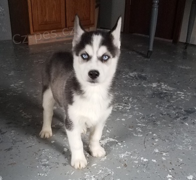 tata sibiskho husky