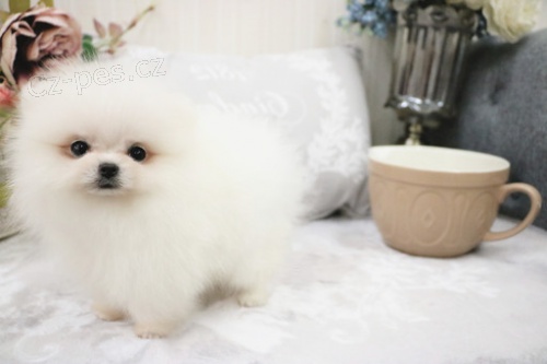 Pomeranian �t��ata.