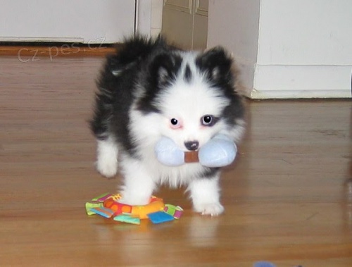 Zdrav� pomeransk� �t��ata,