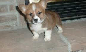 Welsh Corgi Pembroke