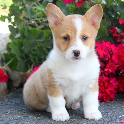 ttka Pembroke Welsh Corgi