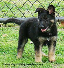 �t�n� n�meck�ho ov��ka