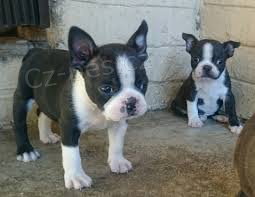 ttka Boston Terrier tata na prodej
