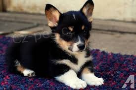 Kr�sn� a zdrav� welsh corgi Pembroke �t��ata.
