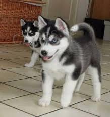 Sibi�sk� husky �t�n� pro miluj�c� domovy