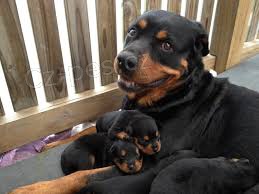 ist plemenn tata Rottweiler.