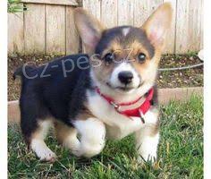 Welsh corgi pembroke Štěňata s důkazem původu.