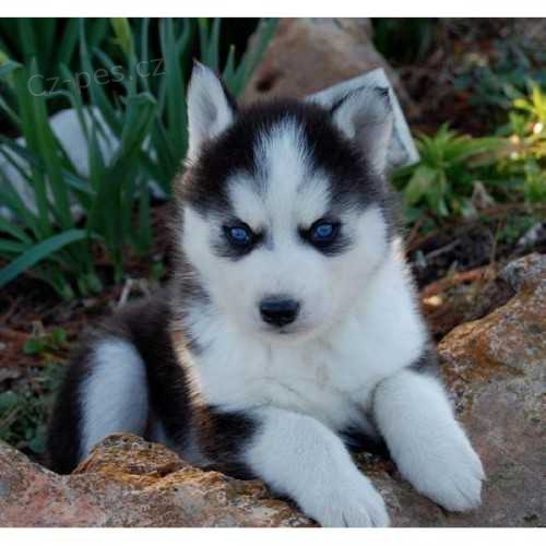 Sibiřské husky štěňata s modrými očima