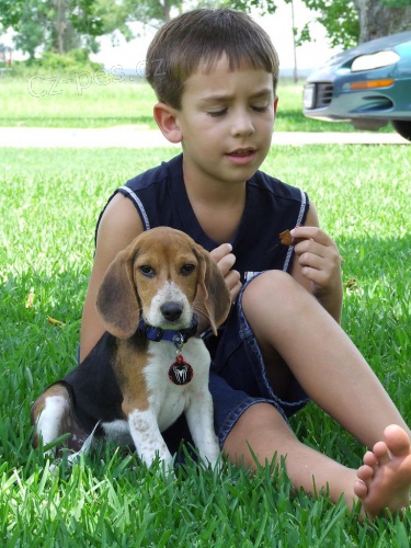 Super ttka Beagle.