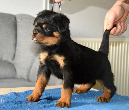 Rottweiler tata jsou k dispozici s PP.