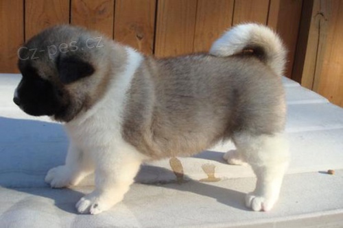 Akita Inu štěňata k dispozici vynikající s PP.