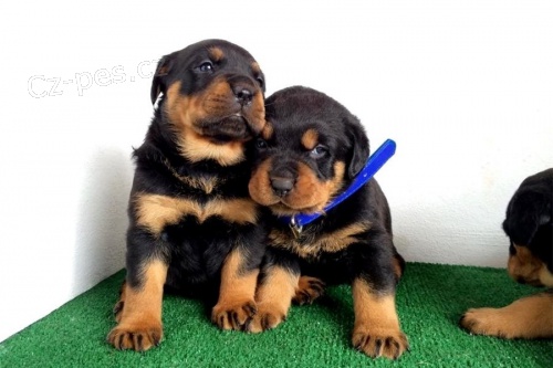 Rottweiler štěňata s PP.