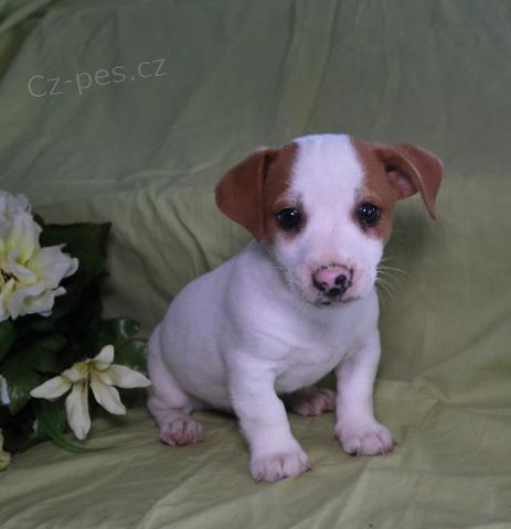 Aimer Jack Russell Terrier Chiots
